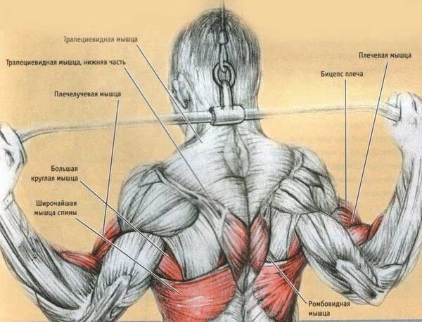 Ромбовидная мышца спины упражнения. Упражнения на ромбовидные мышцы спины. Круглая мышца спины. Большая круглая мышца. Круглые и ромбовидные мышцы спины.