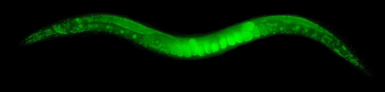 Червь геншин. Трансгенных особей Caenorhabditis elegans. Геном червяка.