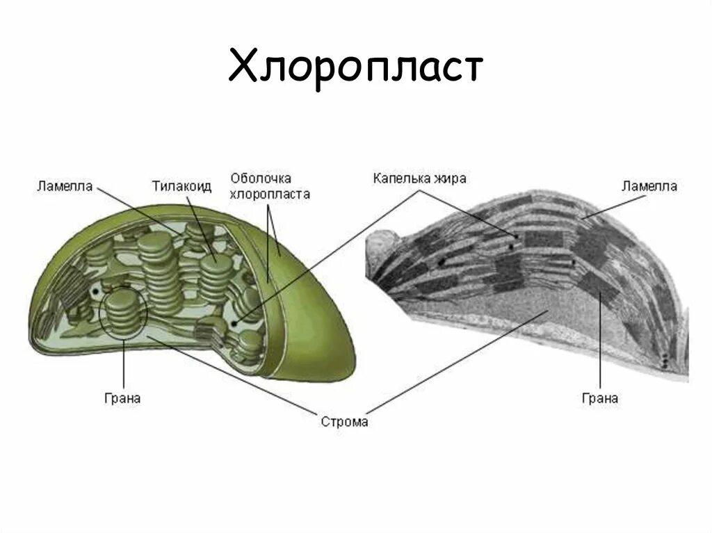 Какого строение пластид. Строение хлоропласта егэ. пластиды биология 9 класс. хлоропласт строение черно белое. хлоропласт строение чб.
