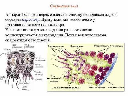 Клетку называют сперматоцитов ii порядка