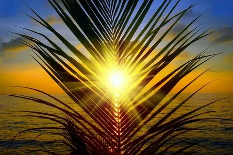 Gold sunset