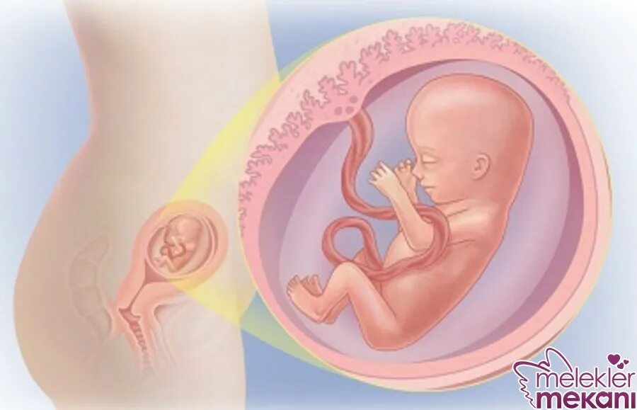 14 неделя б. Плод на 15 неделе беременности. Малыш на 15 неделе беременности в утробе. Ребенок в животе 10 недель беременности.
