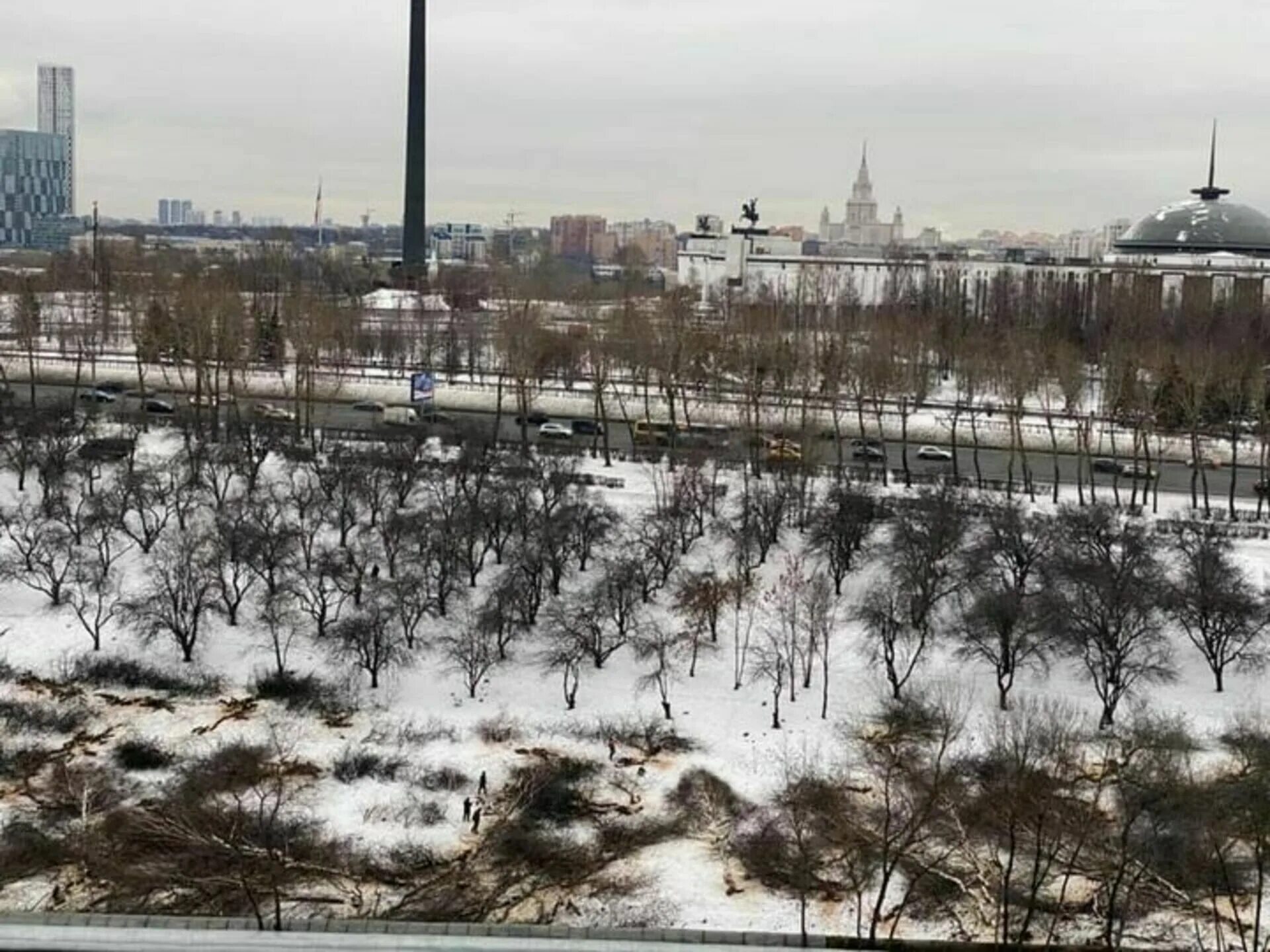 Вырубка деревьев в москве