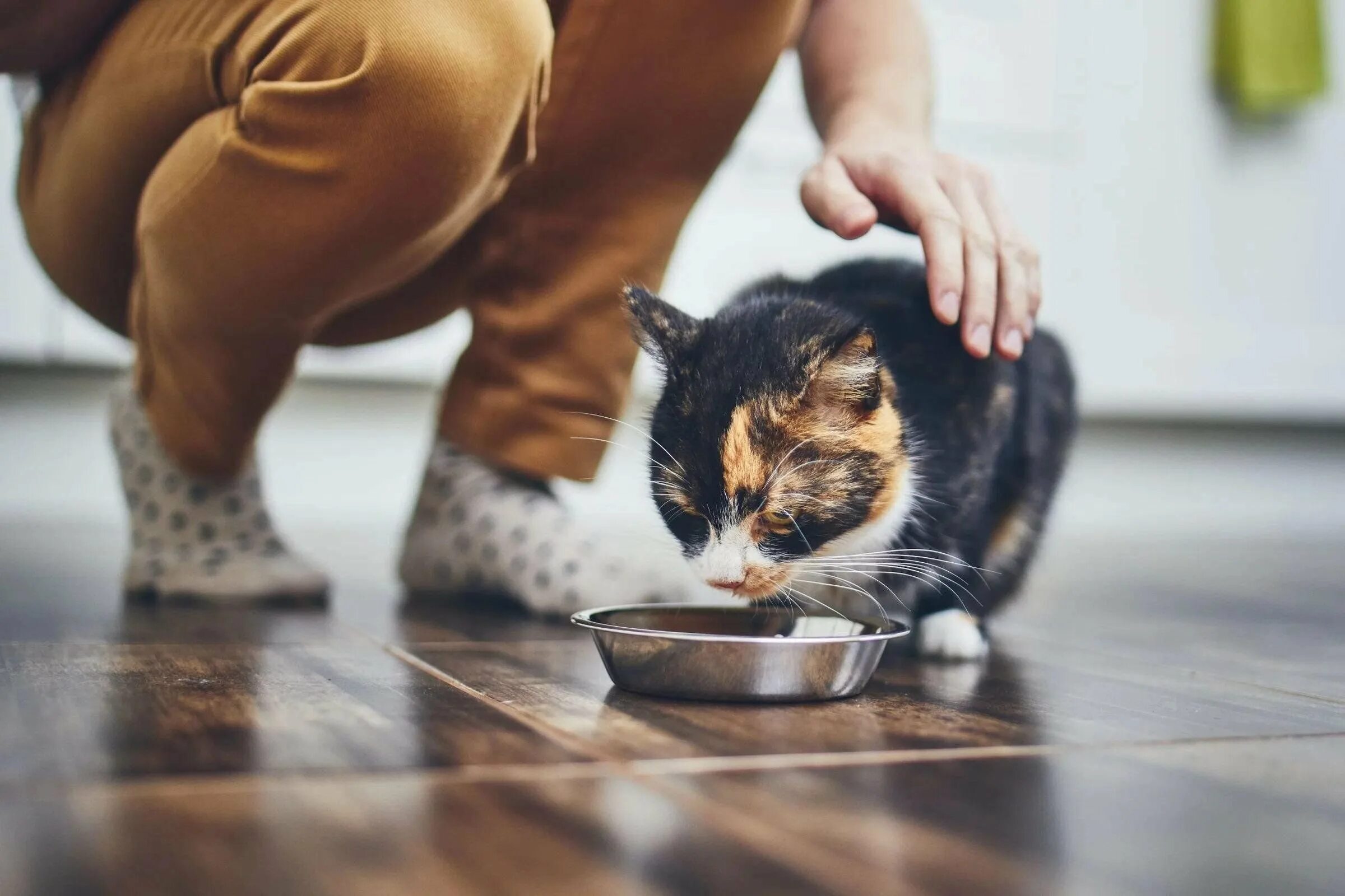 Миска для кота. Кормящая кошка. Человек кормит кота. Корм для кошек. Кошки ели хозяина