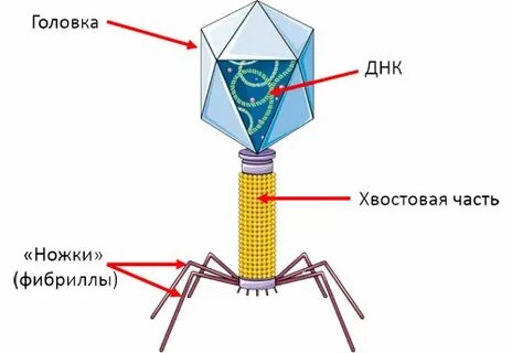 Какое строение имеет вирус бактериофаг
