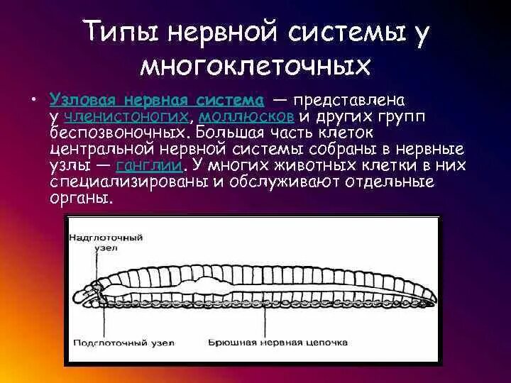 Диффузная нервная система характерна для животных типа. Типы нервной системы Узловая трубчатая. Нервная система узлового типа. Типы неввнойсистемы. Типы нервной системы у многоклеточных.