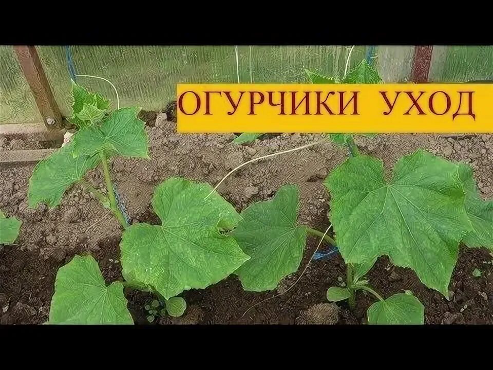 Какие огурцы можно посадить в июне. Огурцы июнь. посадка огурцов елочкой. выращивание огурцов елочкой. огурцы елочкой выращивание.