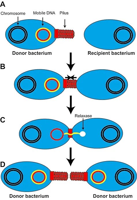 Бактерия донор. Генетика прокариот трансформация трансдукция конъюгация. Трансдукция прокариот. Трансформация конъюгация трансдукция схема. Трансдукция (генетика).