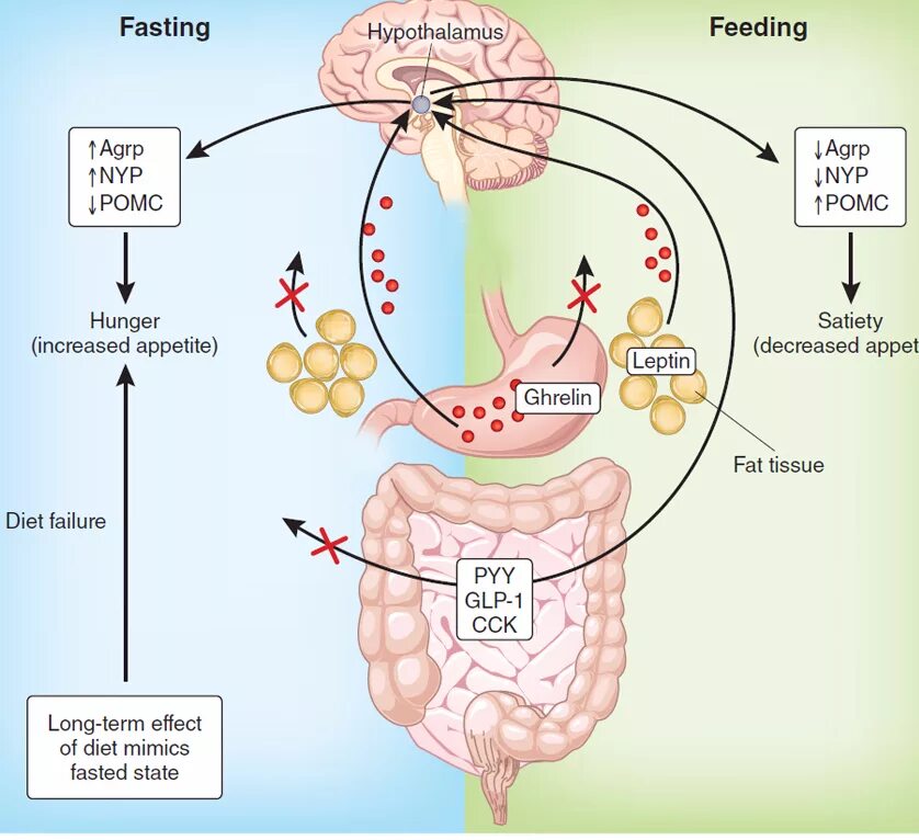 Гипоталамус и голод. Лептин и грелин гормоны. Гормоны голода и насыщения. Грелин гормон голода. Гормон сытости и голода.