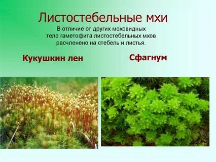 Класс листостебельные мхи