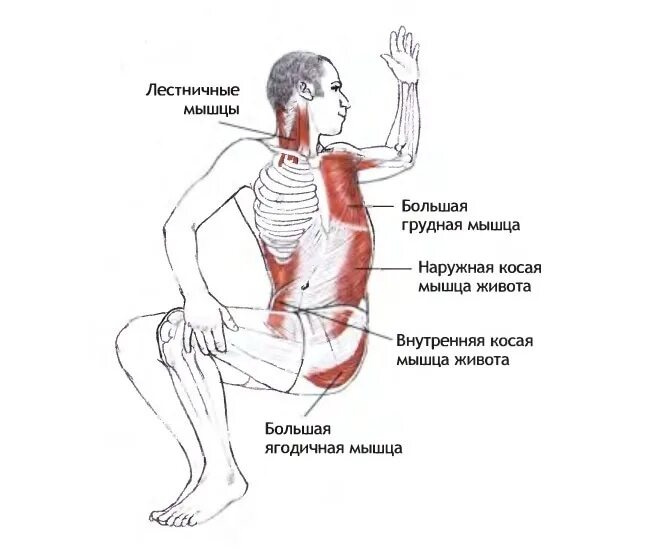 Джатхара Паривартанасана. Анатомия йоги Лесли Каминофф. Джатхара Паривритта. Ардха Матсиендрасана мышцы. Боли при повороте туловища