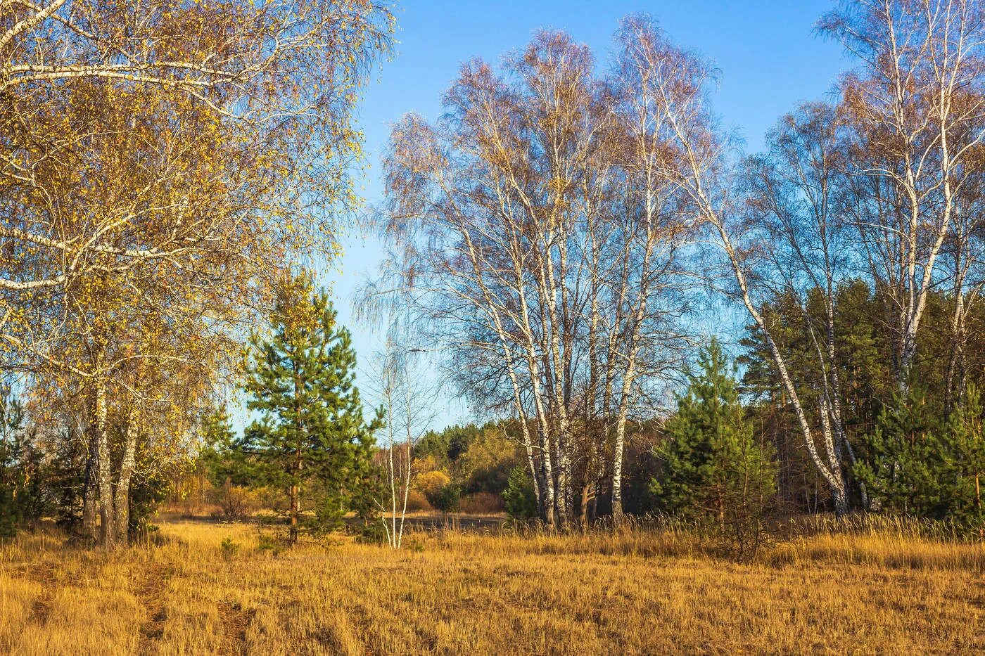 Березово Сосновый лес. Октябрь природа береза. Осень октябрь лес. Сосна и береза. Октябрь березки