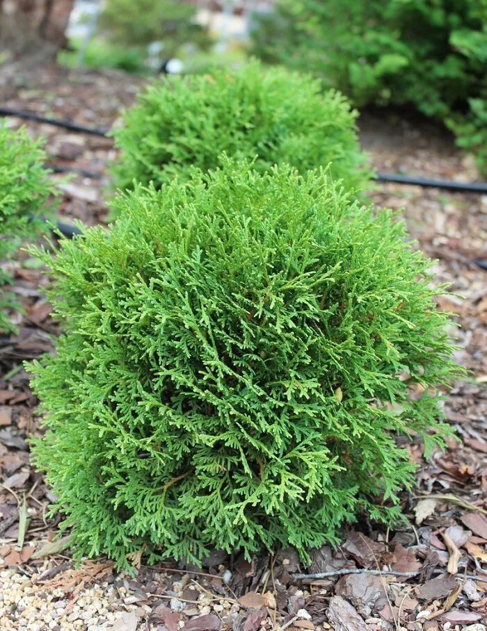 Туя тини тим описание фото. Туя Западная тайни тим. Туя Западная (Thuja occidentalis tiny tim). Туя Западная Аргентеа. Туя Западная панкейк.