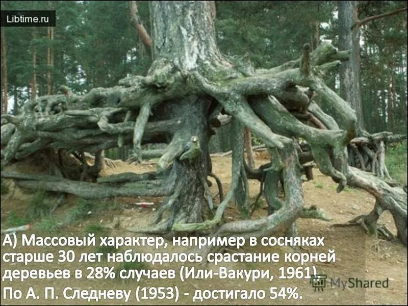 Корневая у сосны