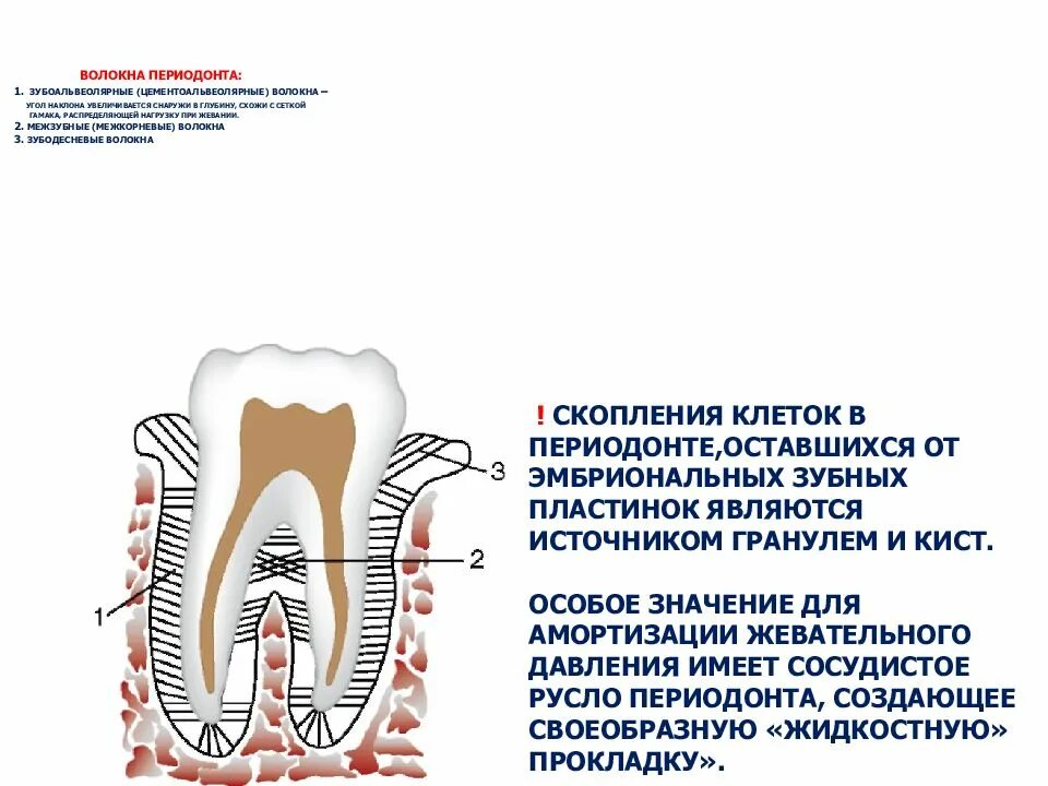 Рокс периодонт. Рокс периодонт