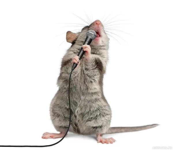 Крыса поет. Пискнула мышь. Крыса эллен ван дилен. Крыса с гитарой. Крыса.
