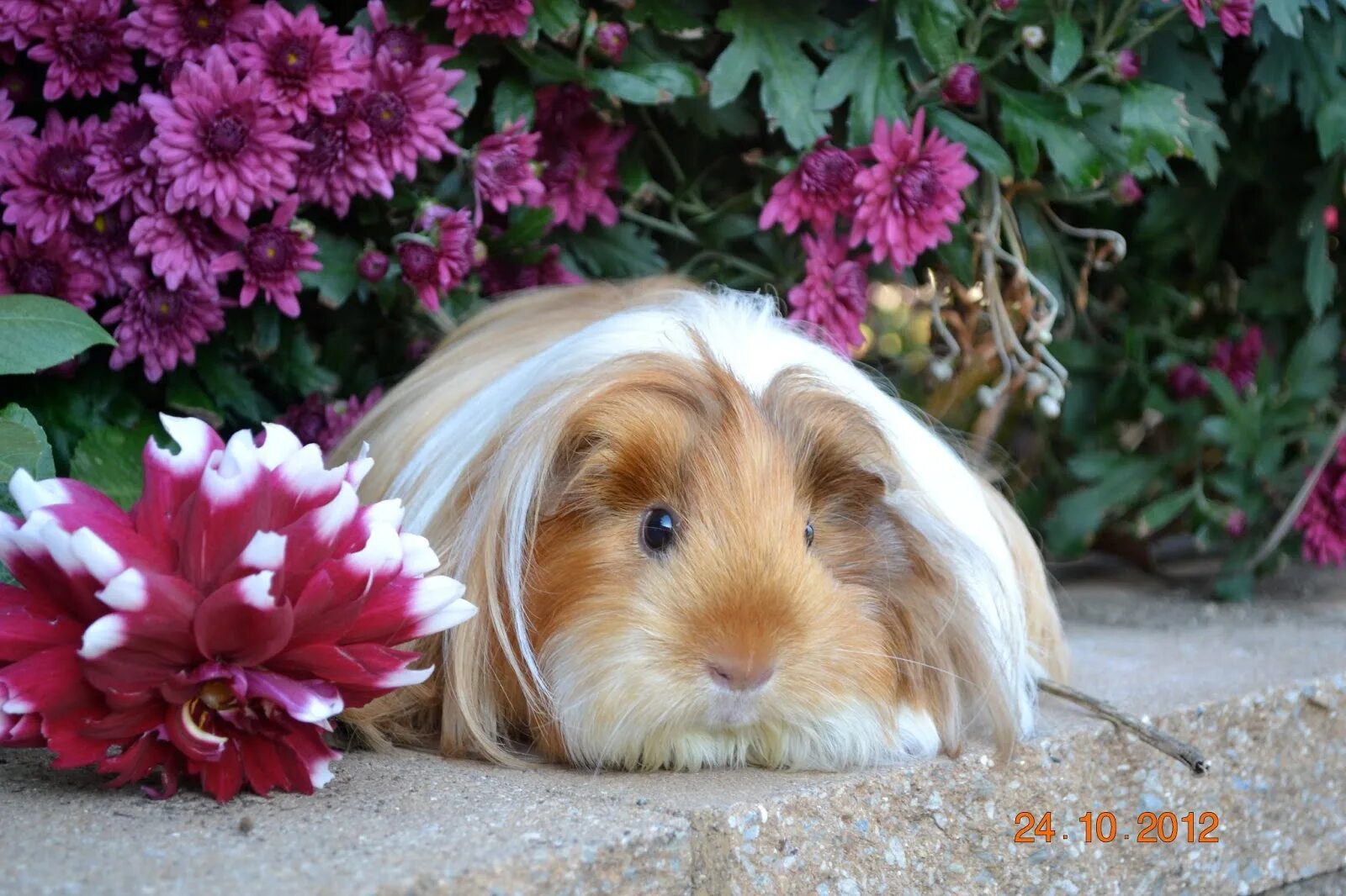 Свинки хср. Silkie Guinea Pig.. Цветы букет морская Свинка. Морская Свинка в море. Морская Свинка доброго дня.