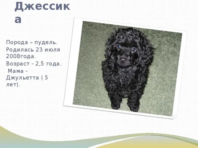 Пудель Возраст. Клички для пуделя. Клички для той пуделя мальчика. Имена для собак той пудель