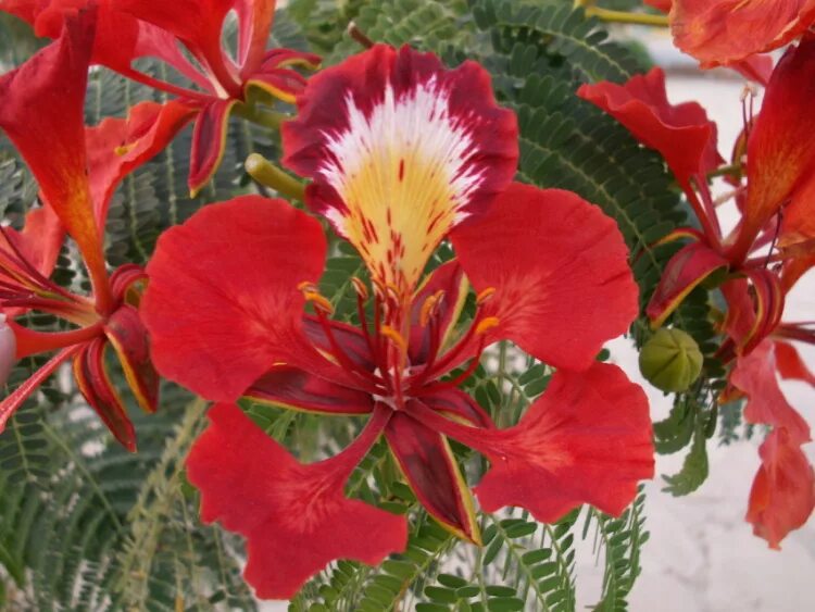 делоникс королевский лиана. цветы в египте. цветы в египте. красные цветы в египте. цветы в египте.