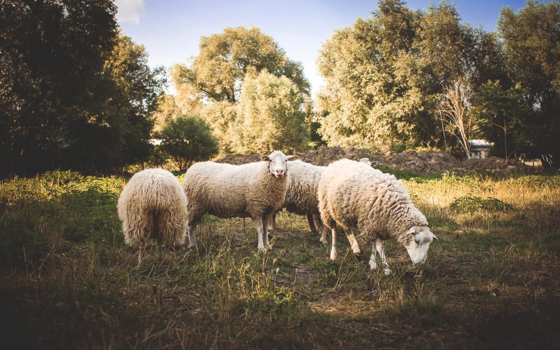 Tree sheep