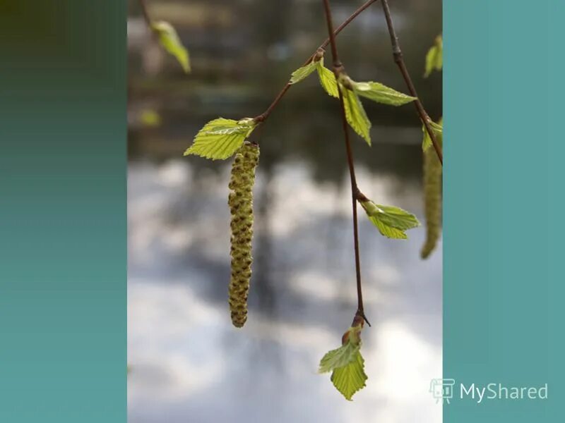 Березовые бруньки лето. Почки тополя. Березовые почки бруньки. Береза обыкновенная бруньки. Бруньки.
