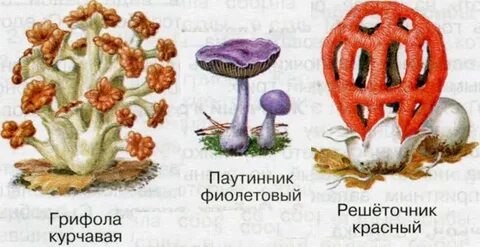Нарисовать гриб из красной книги