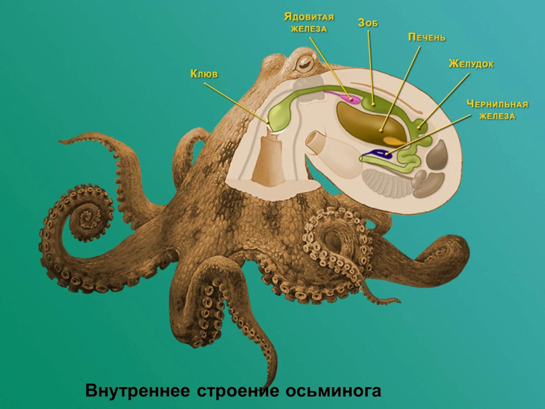 Отдел головоногие. Пищеварительная система головоногих моллюсков. Класс головоногие пищеварительная система. Пищеварительная система головоногих моллюсков 7 класс биология. Пищеварительная система головоногих осьминога.