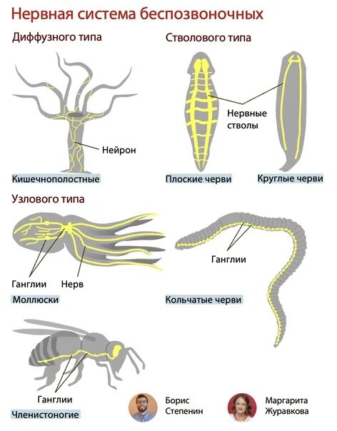 Диффузно узловая трубчатой нервной системы. Эволюция нервной системы червей. Типы нервной системы животных ЕГЭ. Эволюция нервной системы у первичноротых. Нервная система диффузного типа.