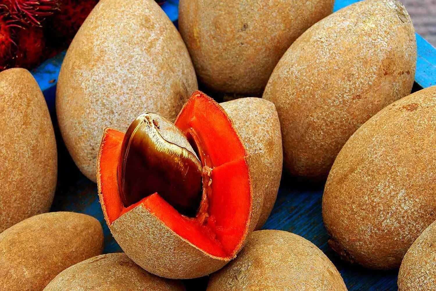 Фрукт 2023 года. Мамей сапота фрукт. Mamey Sapote что это. МАММЕЯ американская. Мамея американский абрикос.