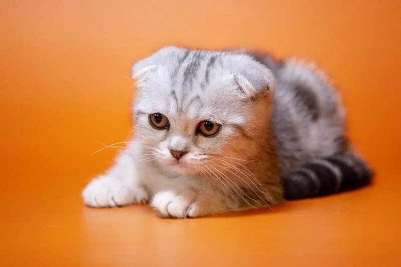 шотландская вислоухая питомник. камео шотландский вислоухий. питомник шотландских вислоухих кошек. выставка кошек шотландская вислоухая кошка. питомник скоттиш фолд жесткошерстных.