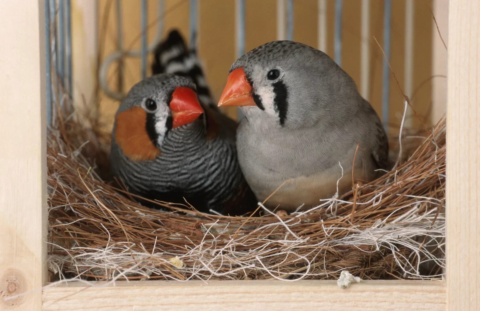 Амадины как поют. Хохлатая зебровая амадина. Амадин поет. Амадины как поют. Зебровые амадины.