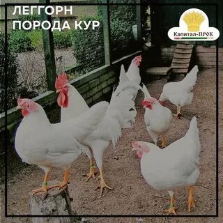 Куры леггорны характеристика отзывы фото и описание