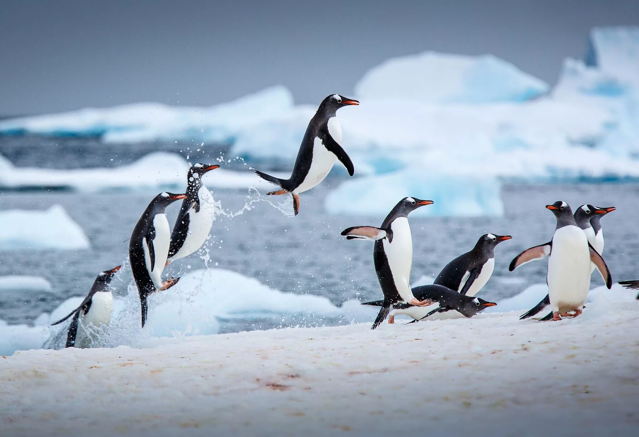Рыбы птицы высоко. Пингвины в Антарктиде. Субантарктический Пингвин. Императорский Пингвин в Антарктиде. Антарктида материк пингвины.