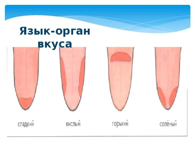 Язык орган чувств. Как ощущается языка