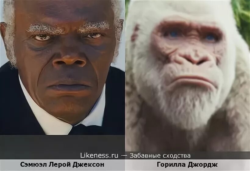 Похож на темнокожего. Негр похожий на обезьяну. человек похожий на гориллу. африканцы похожие на обезьян. чернокожие похожие на обезьян.