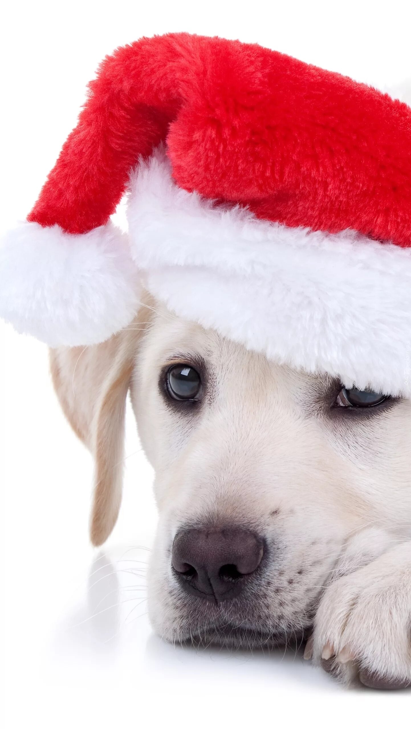 Собака в новогодней шапочке. Щенок в новогодней шапке. Собака в шапке Деда Мороза. Лабрадор в новогодней шапке.