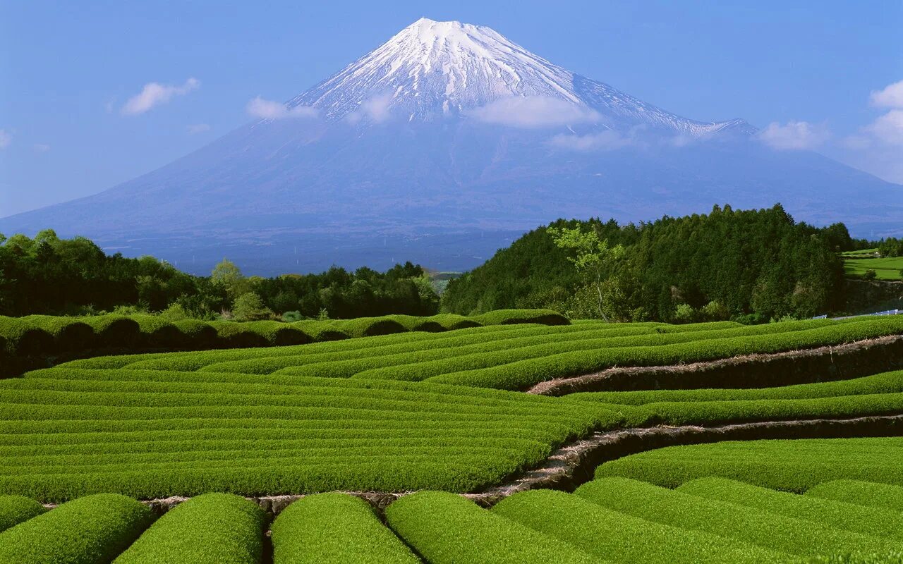 Чайные плантации в Японии. Юньнань чайные плантации. Префектура Сидзуока чайная плантация. Чайные плантации Японии на Фудзияме. Природный потенциал японии