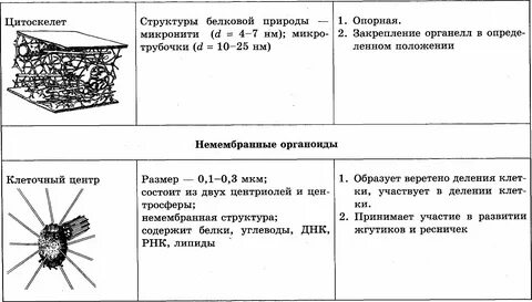 Цитоскелет функции и особенности