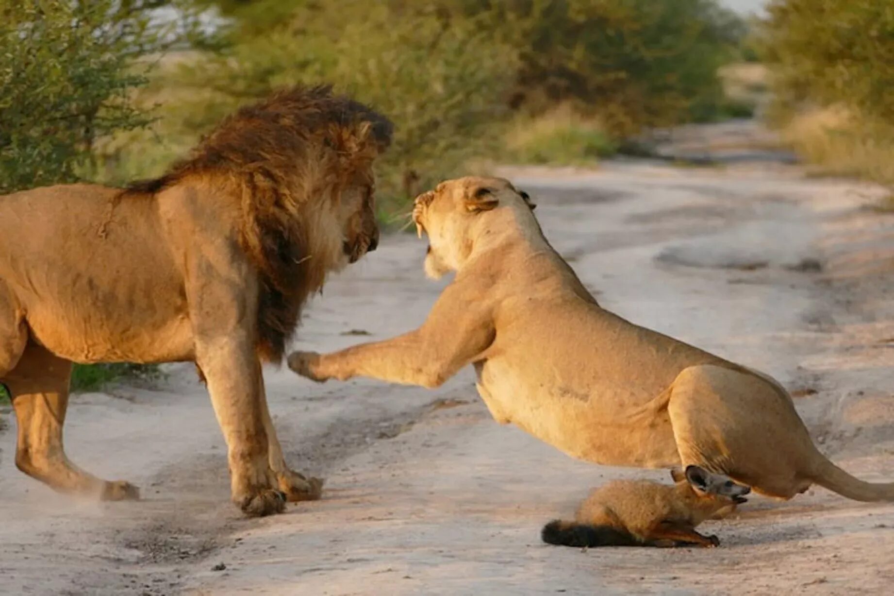 Инстинкты животных. Львица фото. Какие девушки подойдут льву