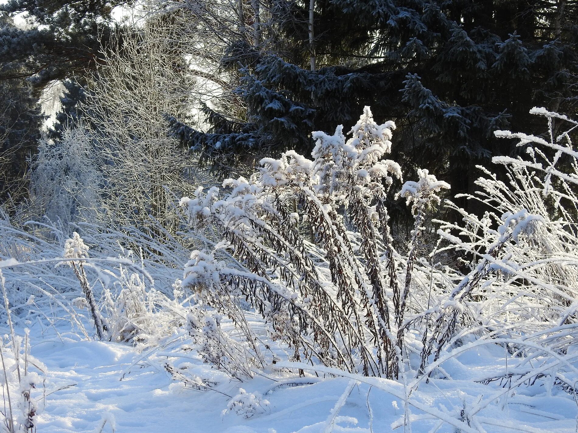 Снег среди зимы. Зимний сухостой. Зимние фотозарисовки. Удмуртия зимой. Природа Удмуртии зимой.