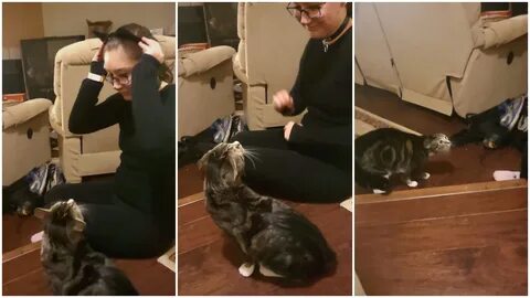 Человек кошка видео