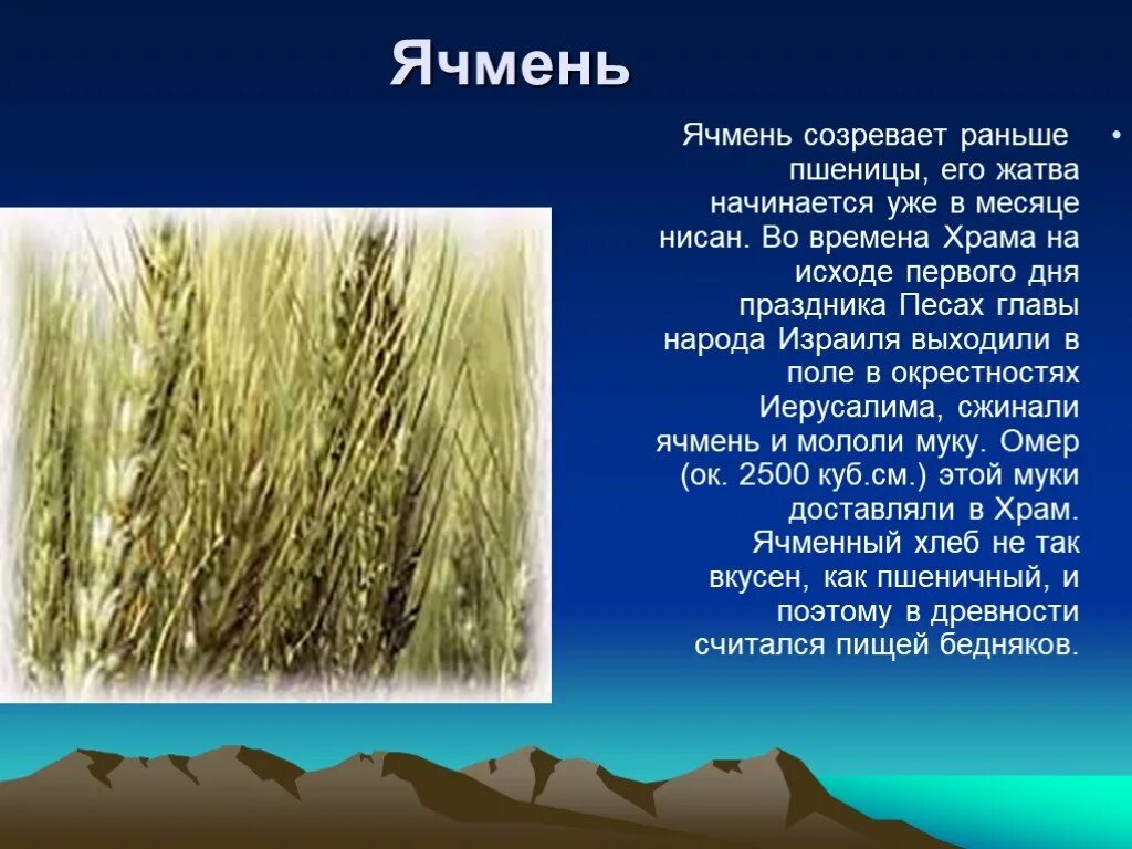 Ячмень месяц. Доклад про ячмень. Сообщение о ячмене. Интересное о ячмене. Ячмень информация о растении.