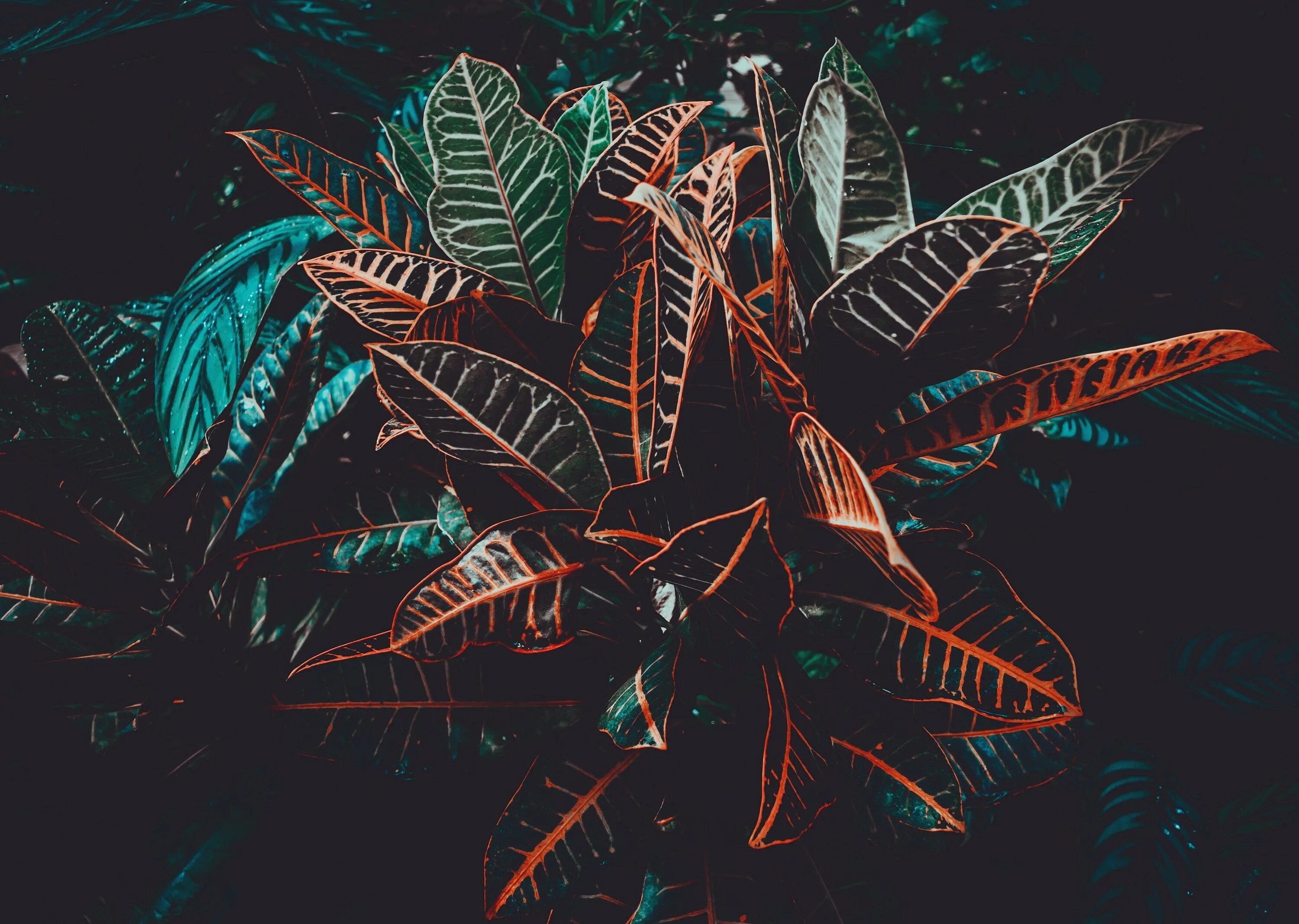 Кротон Red venation and Black. Тропические листья. Неоновые тропические листья. Тропические листья темные.