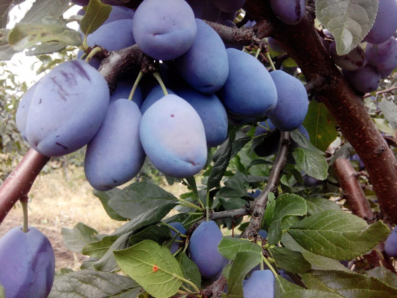 Биг стенлей слива. Слива сорт стенли. Слива стенлей описание и фото. Слива сорт стенли. Слива стенлей (венгерка).