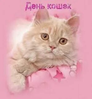 Открытка кошечка