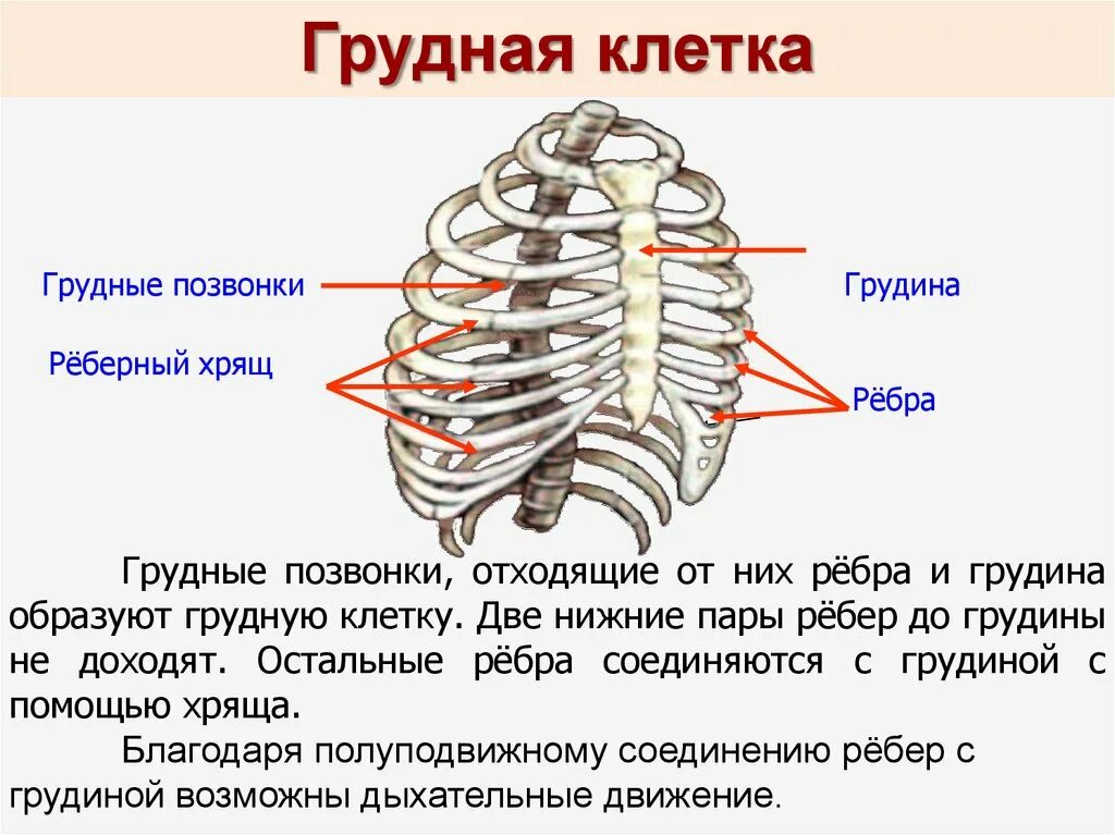 Между 6 и 7 ребром. Реберные хрящи анатомия. Хрящ ребра анатомия. Реберный хрящ 2 ребра. Анатомия ребер грудной клетки.