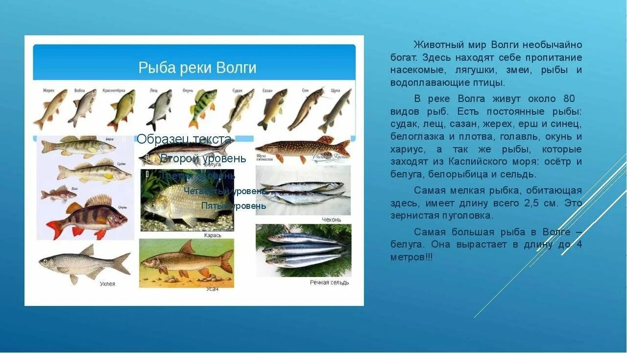 Новгород рыба. Ихтиофауна волги реки волги. виды рыб в волге. рыба которая водится в волге. какие виды рыб обитают в волге.