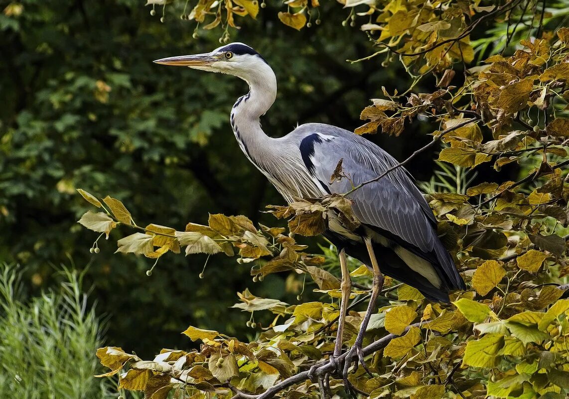 Гложет кость длинноногих цапель. Гложет кость длинноногих цапель. Цапли в аргентине. Гложет кость длинноногих цапель. Серая цапля байкал.
