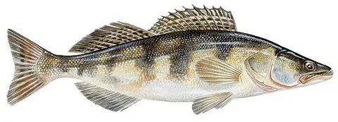 Лесбиянка түзу әйелді азғырды.