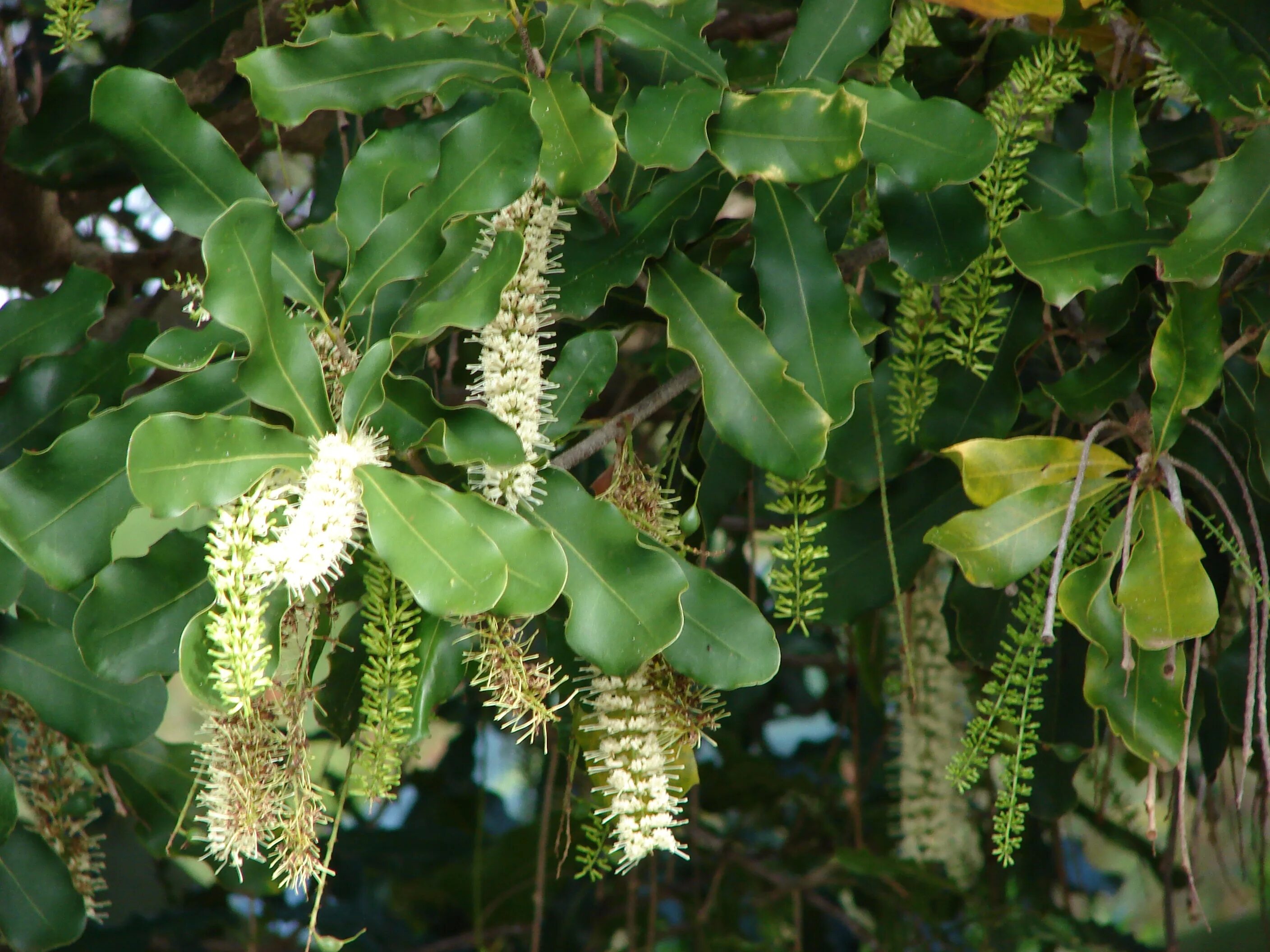 В каких странах растет макадамия. Макадамия integrifolia. Макадамия орех дерево. Макадамия Интегрифолия (integrifolia). Макадамия трехлистная.